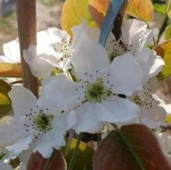 Nashi Nijiseiki Pyrus Pyrifolia `Nijiseiki´ -Obstgartenliebe Geschaft nijiseiki