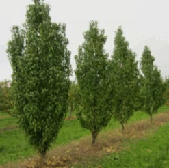 Säulen-Pfirsich `Ellora´ Prunus Persica `Ellora´ 6 Säulen-Pfirsich `Ellora´ Prunus Persica `Ellora´ -Obstgartenliebe Geschaft pfirsich ellora baeume