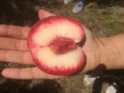 Säulen-Pfirsich `Ellora´ Prunus Persica `Ellora´ 7 Säulen-Pfirsich `Ellora´ Prunus Persica `Ellora´ -Obstgartenliebe Geschaft pfirsich ellora frucht1