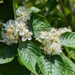 Erlenblättrige Eberesche `Red Bird´ Sorbus Alnifolia `Red Bird´ 6 Erlenblättrige Eberesche `Red Bird´ Sorbus Alnifolia `Red Bird´ -Obstgartenliebe Geschaft red bird 2