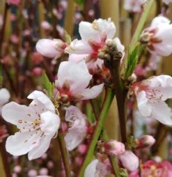 Pfirsich Red Haven Prunus Persica `Red Haven´ -Obstgartenliebe Geschaft red haven bl te