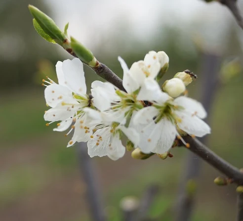 Großfrüchtige Schlehe "Reto" Prunus Spinosa `Reto´ 2 Großfrüchtige Schlehe "Reto" Prunus Spinosa `Reto´ – Bild 2