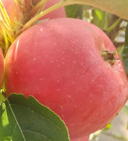 Rote Wolke - Rotfleischiger Apfel Malus Domestica `Rote Wolke´ 2 Rote Wolke - Rotfleischiger Apfel Malus Domestica `Rote Wolke´ – Bild 2