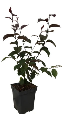Zierapfel Royalty Malus `Royalty´ 7 Zierapfel Royalty Malus `Royalty´ -Obstgartenliebe Geschaft royalty2