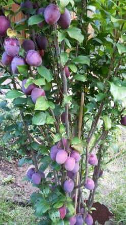 Rote Säulen-Mirabelle `Ruby´ Wurzelnackt Prunus Domestica Subsp. Syriaca `Ruby´ -Obstgartenliebe Geschaft ruby2a0Cx9InYDY0Pl