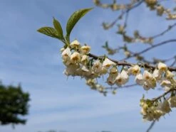 Schneeglöckchenbaum Halesia Carolina -Obstgartenliebe Geschaft schneegl ckchenbaum2