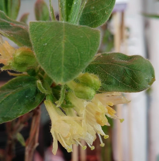 Sibirische Blaubeere "Blue Velvet" Lonicera Kamtschatica `Blue Velvet´ 2 Sibirische Blaubeere "Blue Velvet" Lonicera Kamtschatica `Blue Velvet´ – Bild 2