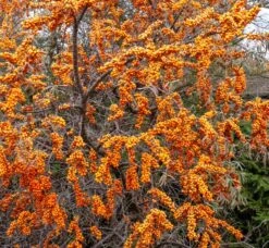 Sanddorn-Set - Kompakte Sorten (männlich&weiblich) Hippophae Rhamnoides