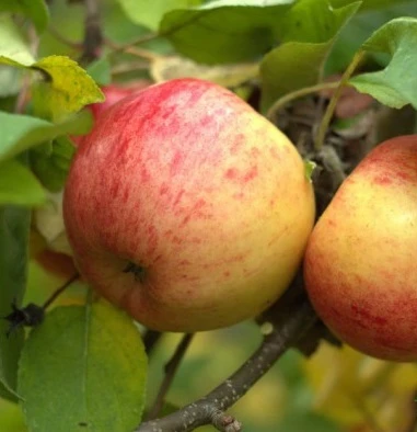 Topaz ® Malus Domestica 2 Topaz ® Malus Domestica – Bild 2