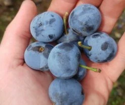 Zibarte Voraussichtlich Ab Juni/Juli Wieder Verfügbar 6 Zibarte Voraussichtlich Ab Juni/Juli Wieder Verfügbar -Obstgartenliebe Geschaft zibarte 22