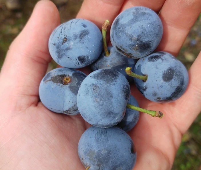 Zibarte Voraussichtlich Ab Juni/Juli Wieder Verfügbar 3 Zibarte Voraussichtlich Ab Juni/Juli Wieder Verfügbar – Bild 3