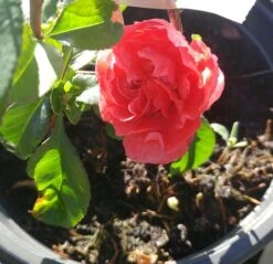 Zierquitte `Pink Storm´ Chaenomeles Japonica `Pink Storm´ -Obstgartenliebe Geschaft zierquitte chaenomeles pink storm