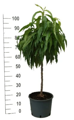 Zwergpfirsich `Bonanza´ Prunus Persica -Obstgartenliebe Geschaft zwergpfirsich weiss