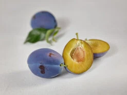 Haganta (S) Prunus Domestica `Haganta´ 11 Haganta (S) Prunus Domestica `Haganta´ -Obstgartenliebe Geschaft zwetschge haganta g